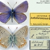 polyommatus thersites ketshevanatabl